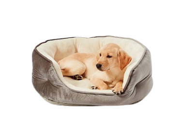 Pet Health